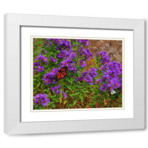 USA-New Hampshire field of daisies with Monarch Butterfly feeding just off of Highway 302 White Modern Wood Framed Art Print with Double Matting by Gulin, Sylvia