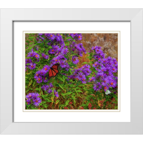 USA-New Hampshire field of daisies with Monarch Butterfly feeding just off of Highway 302 White Modern Wood Framed Art Print with Double Matting by Gulin, Sylvia