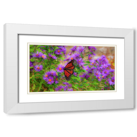 USA-New Hampshire field of daisies with Monarch Butterfly feeding just off of Highway 302 White Modern Wood Framed Art Print with Double Matting by Gulin, Sylvia