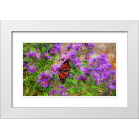 USA-New Hampshire field of daisies with Monarch Butterfly feeding just off of Highway 302 White Modern Wood Framed Art Print with Double Matting by Gulin, Sylvia