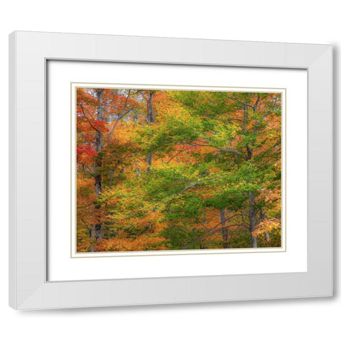 USA-New Hampshire-Franconia hardwood forest of maple trees in Autumn White Modern Wood Framed Art Print with Double Matting by Gulin, Sylvia