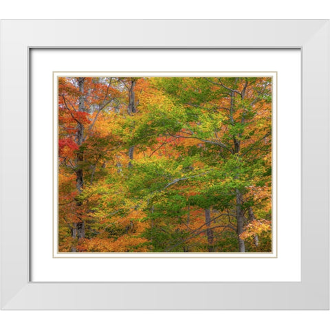 USA-New Hampshire-Franconia hardwood forest of maple trees in Autumn White Modern Wood Framed Art Print with Double Matting by Gulin, Sylvia