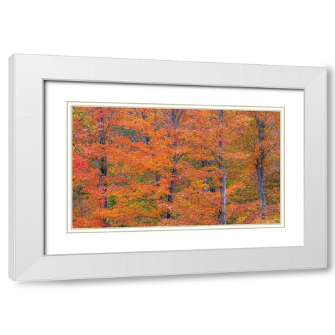 USA-New Hampshire-Franconia hardwood forest of maple trees in Autumn White Modern Wood Framed Art Print with Double Matting by Gulin, Sylvia