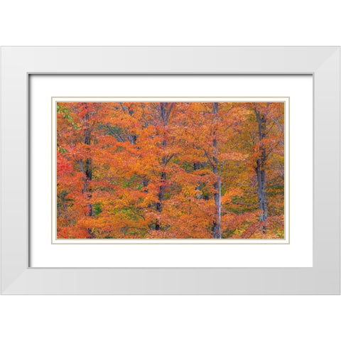 USA-New Hampshire-Franconia hardwood forest of maple trees in Autumn White Modern Wood Framed Art Print with Double Matting by Gulin, Sylvia