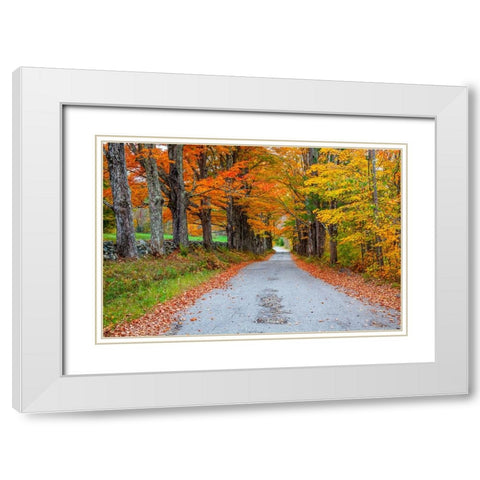 USA-New Hampshire-One lane road lined with Maple trees and stone fence in Autumn White Modern Wood Framed Art Print with Double Matting by Gulin, Sylvia