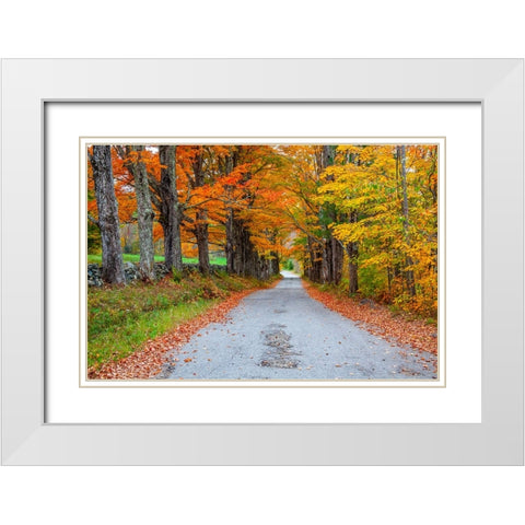 USA-New Hampshire-One lane road lined with Maple trees and stone fence in Autumn White Modern Wood Framed Art Print with Double Matting by Gulin, Sylvia