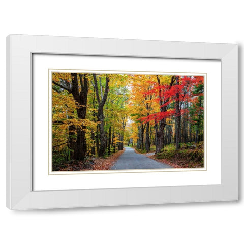 USA-New Hampshire-tree-lined road with maple trees in Fall colors White Modern Wood Framed Art Print with Double Matting by Gulin, Sylvia