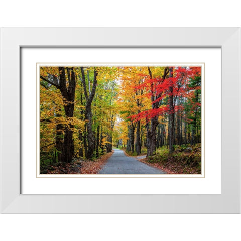 USA-New Hampshire-tree-lined road with maple trees in Fall colors White Modern Wood Framed Art Print with Double Matting by Gulin, Sylvia