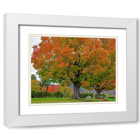 USA-New Hampshire-Fall colors with White Birch and Maple trees White Modern Wood Framed Art Print with Double Matting by Gulin, Sylvia