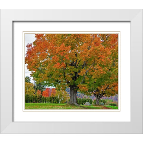 USA-New Hampshire-Fall colors with White Birch and Maple trees White Modern Wood Framed Art Print with Double Matting by Gulin, Sylvia
