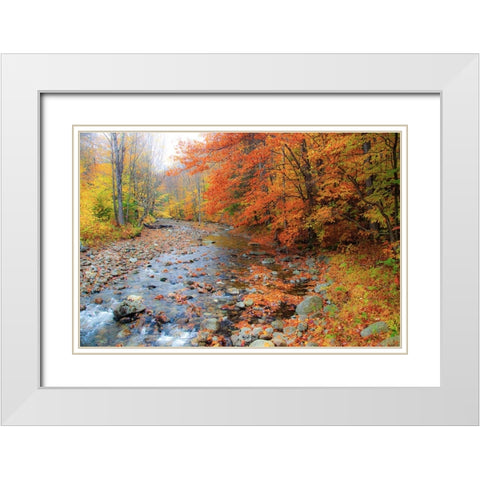 USA-New Hampshire Autumn colors on Maple-Beech trees along the edge of the river White Modern Wood Framed Art Print with Double Matting by Gulin, Sylvia