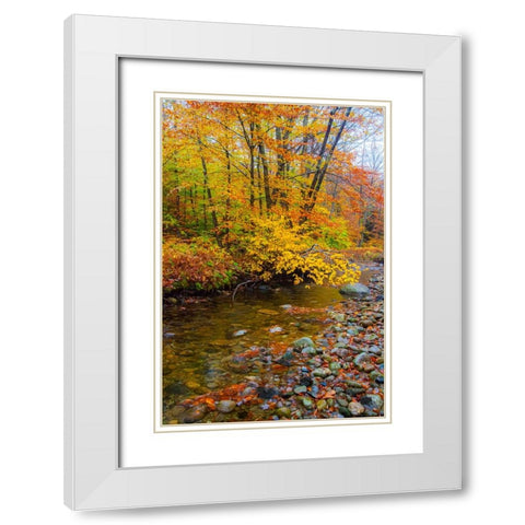 USA-New Hampshire Autumn colors on Maple-Beech trees along the edge of the river White Modern Wood Framed Art Print with Double Matting by Gulin, Sylvia