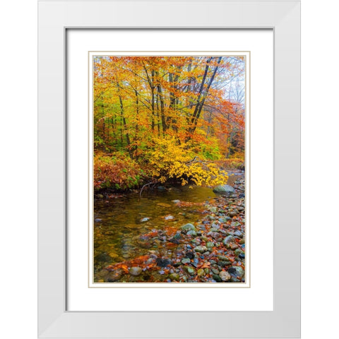 USA-New Hampshire Autumn colors on Maple-Beech trees along the edge of the river White Modern Wood Framed Art Print with Double Matting by Gulin, Sylvia