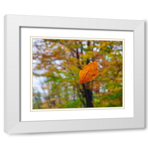 USA-New Hampshire fallen Beech leaf on wet windshield Autumn White Modern Wood Framed Art Print with Double Matting by Gulin, Sylvia