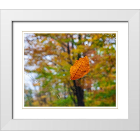 USA-New Hampshire fallen Beech leaf on wet windshield Autumn White Modern Wood Framed Art Print with Double Matting by Gulin, Sylvia