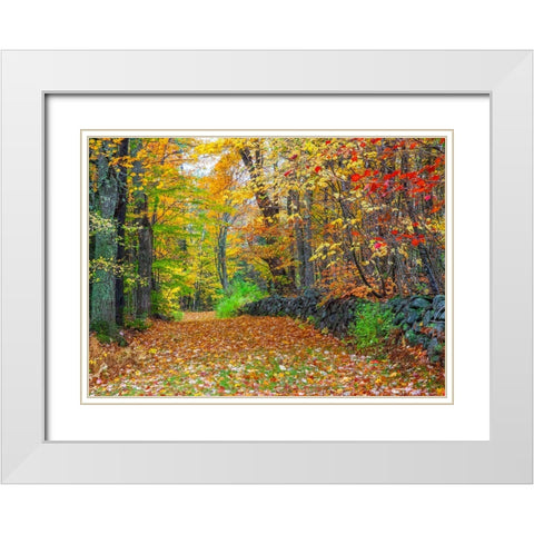 USA-New Hampshire leaf covered lane Autumn colors and stone fence White Modern Wood Framed Art Print with Double Matting by Gulin, Sylvia