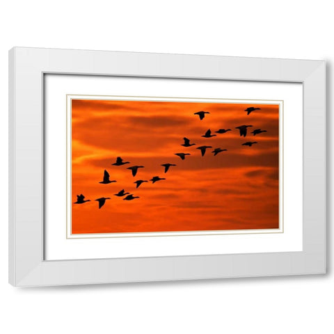 NJ, Cape May Flying birds silhouetted at sunrise White Modern Wood Framed Art Print with Double Matting by OBrien, Jay