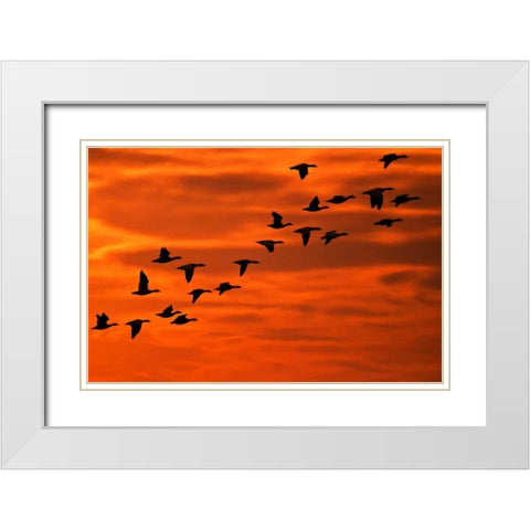 NJ, Cape May Flying birds silhouetted at sunrise White Modern Wood Framed Art Print with Double Matting by OBrien, Jay