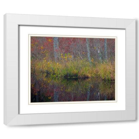 New Jersey-Wharton State Forest Forest reflections in pond  White Modern Wood Framed Art Print with Double Matting by Jaynes Gallery