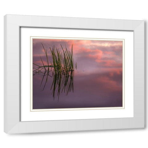 New Jersey-Pine Barrens Sunset on lake reeds  White Modern Wood Framed Art Print with Double Matting by Jaynes Gallery
