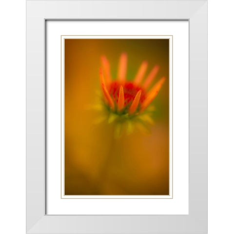 New Jersey-Rio Grande Close-up of coneflower  White Modern Wood Framed Art Print with Double Matting by Jaynes Gallery