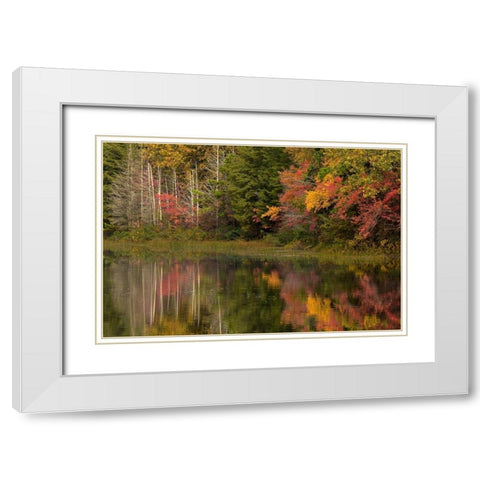 New Jersey-Wharton State Forest Lake and forest in autumn  White Modern Wood Framed Art Print with Double Matting by Jaynes Gallery