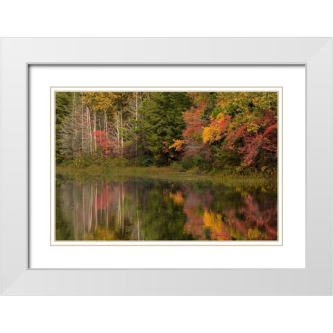 New Jersey-Wharton State Forest Lake and forest in autumn  White Modern Wood Framed Art Print with Double Matting by Jaynes Gallery