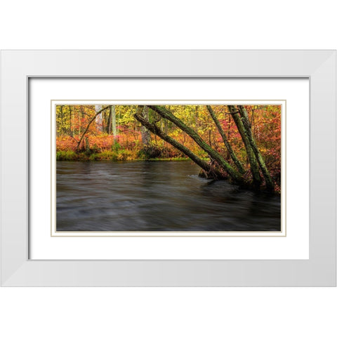New Jersey-Wharton State Forest River and forest in autumn  White Modern Wood Framed Art Print with Double Matting by Jaynes Gallery