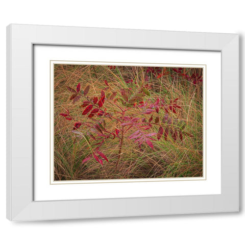 USA-New Jersey-Cape May National Seashore Autumn colors on marsh sapling White Modern Wood Framed Art Print with Double Matting by Jaynes Gallery
