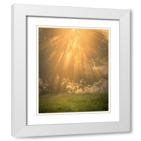 USA-New Jersey-Cape May National Seashore Sunrise sunbeams and tree scenic White Modern Wood Framed Art Print with Double Matting by Jaynes Gallery