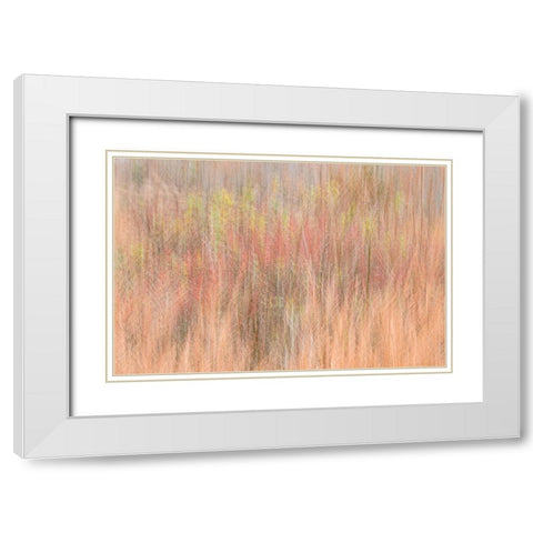 USA-New Jersey-Cape May Abstract of trees in autumn foliage White Modern Wood Framed Art Print with Double Matting by Jaynes Gallery