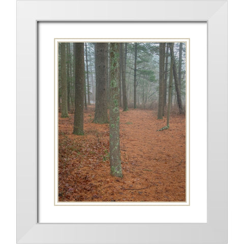 USA-New Jersey-Pine Barrens National Preserve Foggy forest landscape White Modern Wood Framed Art Print with Double Matting by Jaynes Gallery