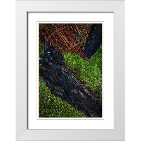 USA-New Jersey-Pine Barrens National Preserve Close-up of log and pine needles White Modern Wood Framed Art Print with Double Matting by Jaynes Gallery