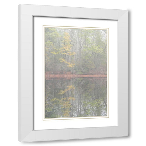 USA-New Jersey-Pine Barrens National Preserve Foggy forest landscape reflects in lake White Modern Wood Framed Art Print with Double Matting by Jaynes Gallery