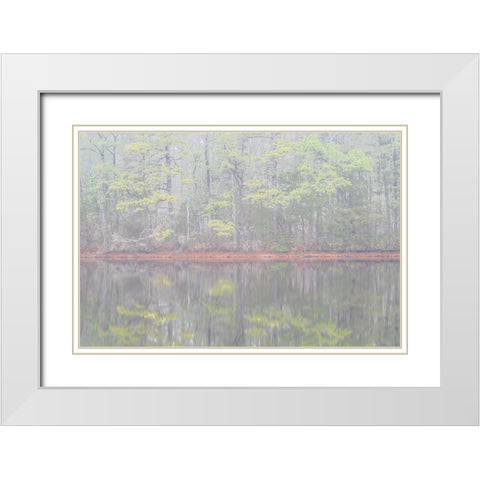 USA-New Jersey-Pine Barrens National Preserve Foggy forest landscape reflects in lake White Modern Wood Framed Art Print with Double Matting by Jaynes Gallery