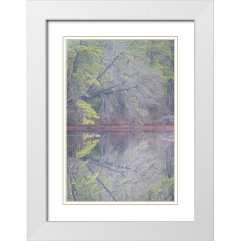 USA-New Jersey-Pine Barrens National Preserve Foggy forest landscape reflects in lake White Modern Wood Framed Art Print with Double Matting by Jaynes Gallery