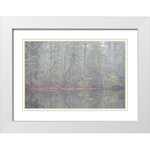 USA-New Jersey-Pine Barrens National Preserve Foggy forest landscape reflects in lake White Modern Wood Framed Art Print with Double Matting by Jaynes Gallery