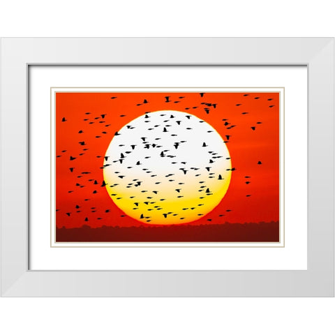 Red-winged blackbird flock silhouetted Bosque del Apache National Wildlife Refuge White Modern Wood Framed Art Print with Double Matting by Jones, Adam
