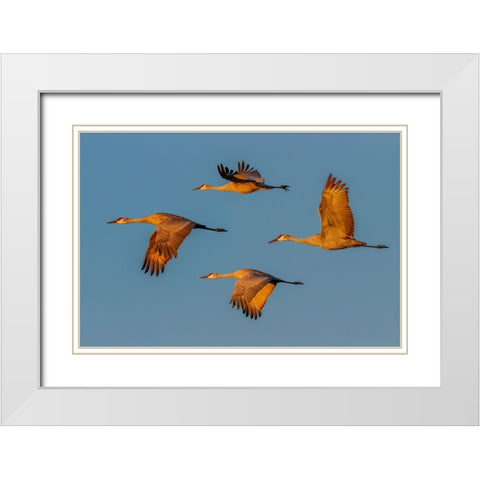 Sandhill crane flying Bosque del Apache National Wildlife Refuge-New Mexico White Modern Wood Framed Art Print with Double Matting by Jones, Adam