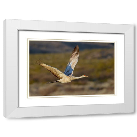 Sandhill crane flying Bosque del Apache National Wildlife Refuge-New Mexico White Modern Wood Framed Art Print with Double Matting by Jones, Adam