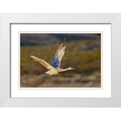 Sandhill crane flying Bosque del Apache National Wildlife Refuge-New Mexico White Modern Wood Framed Art Print with Double Matting by Jones, Adam