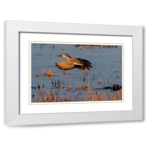 Female Northern shoveler flying Bosque del Apache National Wildlife Refuge-New Mexico White Modern Wood Framed Art Print with Double Matting by Jones, Adam