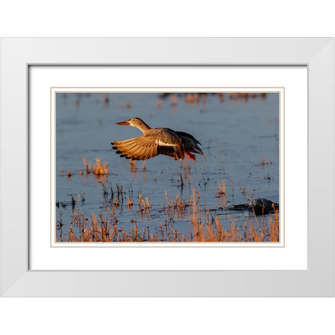 Female Northern shoveler flying Bosque del Apache National Wildlife Refuge-New Mexico White Modern Wood Framed Art Print with Double Matting by Jones, Adam