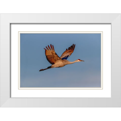 Sandhill crane flying Bosque del Apache National Wildlife Refuge-New Mexico White Modern Wood Framed Art Print with Double Matting by Jones, Adam