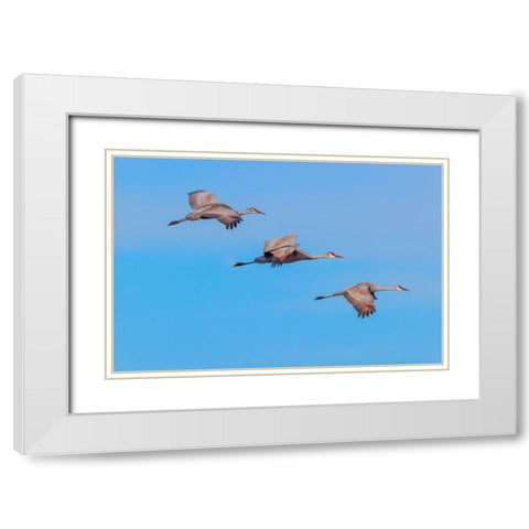 Sandhill cranes flying Bosque del Apache National Wildlife Refuge-New Mexico White Modern Wood Framed Art Print with Double Matting by Jones, Adam