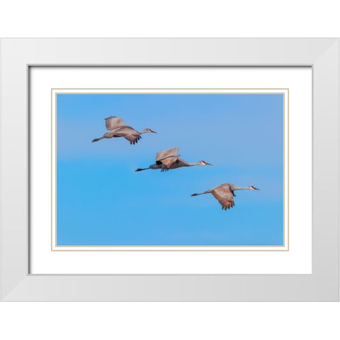 Sandhill cranes flying Bosque del Apache National Wildlife Refuge-New Mexico White Modern Wood Framed Art Print with Double Matting by Jones, Adam