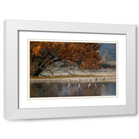 Sandhill cranes and reflection Bosque del Apache National Wildlife Refuge-New Mexico White Modern Wood Framed Art Print with Double Matting by Jones, Adam