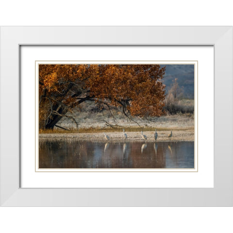 Sandhill cranes and reflection Bosque del Apache National Wildlife Refuge-New Mexico White Modern Wood Framed Art Print with Double Matting by Jones, Adam