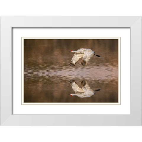 Sandhill crane flying Bosque del Apache National Wildlife Refuge-New Mexico White Modern Wood Framed Art Print with Double Matting by Jones, Adam