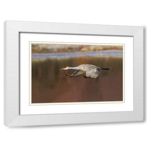Sandhill crane flying Bosque del Apache National Wildlife Refuge-New Mexico White Modern Wood Framed Art Print with Double Matting by Jones, Adam